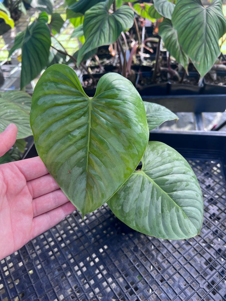 Philodendron Sodiroi True Form, Exact Plant Ships Nationwide