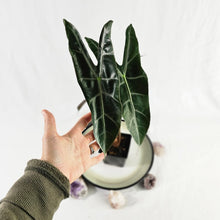Load image into Gallery viewer, Alocasia Longiloba, Denudata, Exact Plant
