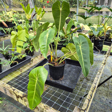 Load image into Gallery viewer, Philodendron Cordatum Kunth, Exact Plant
