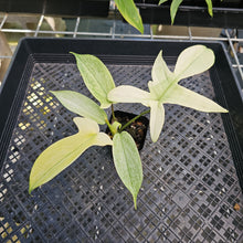 Load image into Gallery viewer, Philodendron Florida Ghost, Exact Plant Ships Nationwide
