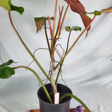 Load image into Gallery viewer, Philodendron Orange Marmalade, Exact Plant
