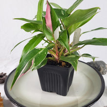 Load image into Gallery viewer, Philodendron White Princess, Exact Plant Variegated hot pink
