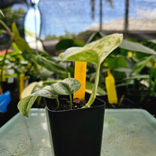 Load image into Gallery viewer, Scindapsus Peasun, Exact Plant Variegated Ships Nationwide
