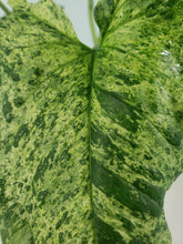 Load image into Gallery viewer, Mojito, Exact Plant, double plant, variegated Syngonium

