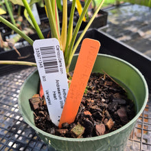 Load image into Gallery viewer, Anthurium Andraeanum White Heart, Exact Plant Variegated Ships Nationwide
