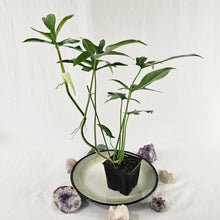 Load image into Gallery viewer, Philodendron Quercifolium x Pedatum, Exact Plant Ships Nationwide
