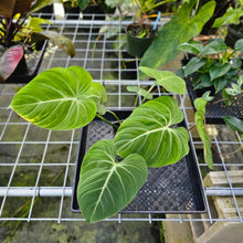 Load image into Gallery viewer, Philodendron Gloriosum, Pink Veined Back, Exact Plant
