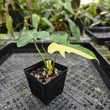 Load image into Gallery viewer, Philodendron Golden Dragon, Exact Plant Variegated Multi top plant
