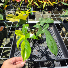 Load image into Gallery viewer, Philodendron Florida Beauty Variegated exact plant, Fedex 2day*
