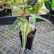 Load image into Gallery viewer, Alocasia Bambino, Exact Plant Variegated Ships Nationwide
