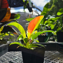 Load image into Gallery viewer, Philodendron Red Moon, Exact Plant Variegated
