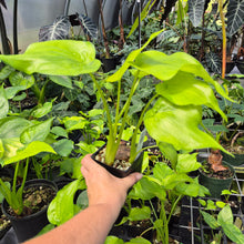 Load image into Gallery viewer, Alocasia Cucullata Variegated 4" pot, Fedex 2day*
