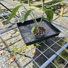 Load image into Gallery viewer, Anthurium Spectabile, Exact Plant
