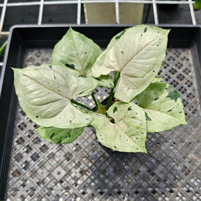 Syngonium Green Splash, Exact Plant Variegated Ships Nationwide