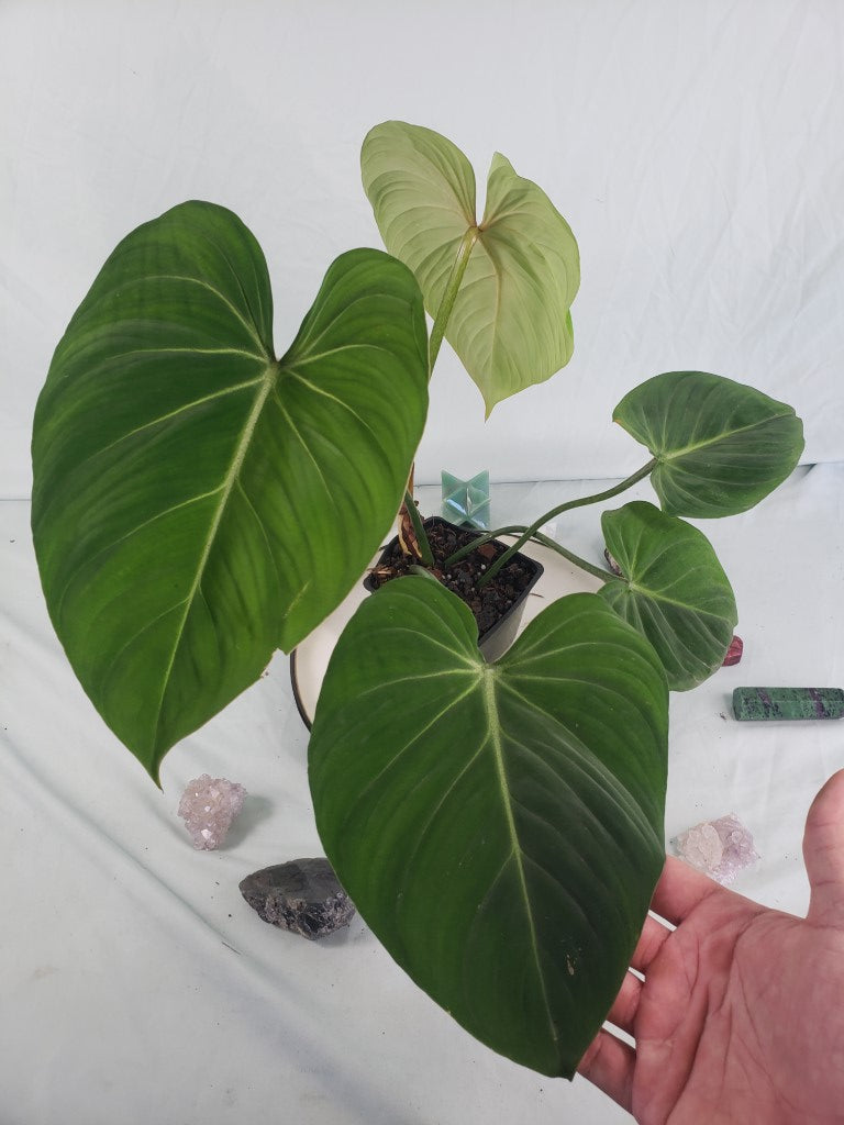 Gloriosum, exact plant, Philodendron, ships nationwide