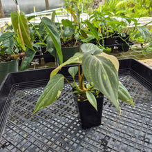 Load image into Gallery viewer, Philodendron Gloriosum Exact Plant Ships nationwide
