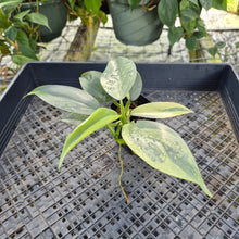 Load image into Gallery viewer, Philodendron Hastatum Silver Sword, Exact Plant Variegated Ships Nationwide
