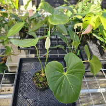Load image into Gallery viewer, Anthurium Faustomirandae, Faustino&#39;S Giant, Exact Plant Ships Nationwide
