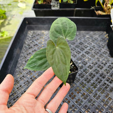 Load image into Gallery viewer, Anthurium Papillilaminum Fort Sherman X ( FS X Ralph Lynam), Exact Plant Ships Nationwide

