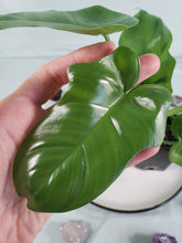Load image into Gallery viewer, Bipennifolium, Exact Plant, Philodendron
