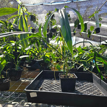 Load image into Gallery viewer, Philodendron Holtonianum, Exact Plant Ships Nationwide

