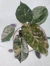 Load image into Gallery viewer, Wentii, Exact Plant, variegated Alocasia
