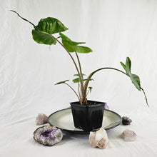 Load image into Gallery viewer, Alocasia Stingray, Exact Plant multi pot
