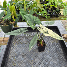 Load image into Gallery viewer, Alocasia simpo albo Exact Plant Ships Nationwide
