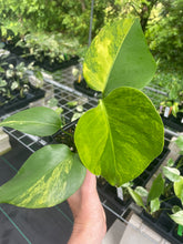 Load image into Gallery viewer, Monstera Borsigiana Aurea Variegated 4" pot, Fedex 2day*
