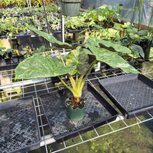 Load image into Gallery viewer, Alocasia Wentii Pink Splash Variegated exact plant, Fedex 2day*
