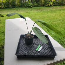 Load image into Gallery viewer, Anthurium Spectabile Wide Form, Exact Plant Ships Nationwide
