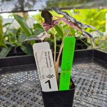 Load image into Gallery viewer, Alocasia nobilis pink Variegated Ships Nationwide
