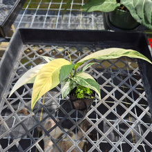 Load image into Gallery viewer, Rhaphidophora Lobbii, Exact Plant Variegated Ships Nationwide
