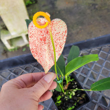Load image into Gallery viewer, Anthurium Scherzerianum "Pig Tail", Speckled Ships Nationwide
