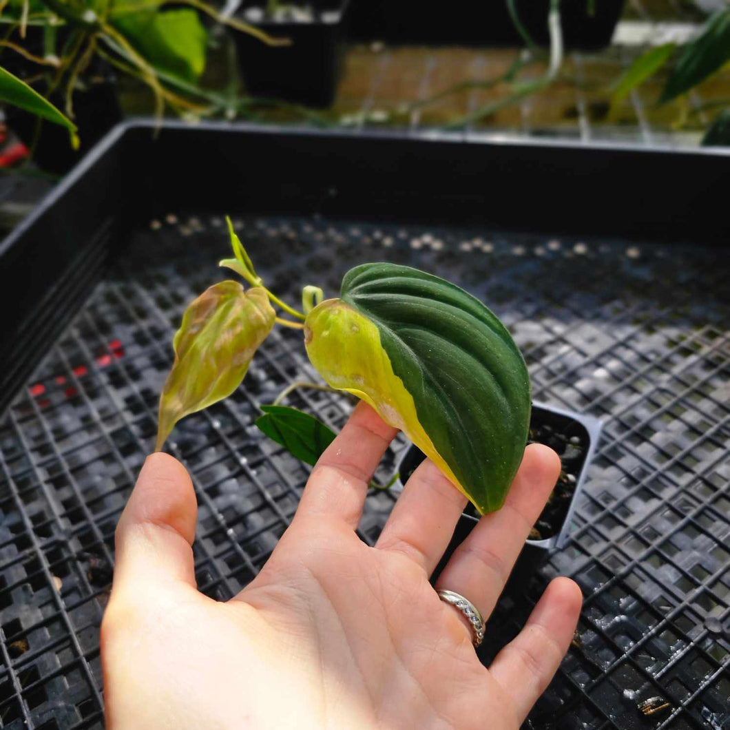 Philodendron Hederaceum Micans Aurea, Exact Plant Variegated Ships Nationwide