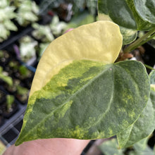 Load image into Gallery viewer, Anthurium Clarinervium Variegated exact plant, Fedex 2day*
