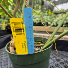 Load image into Gallery viewer, Philodendron Tortum, Exact Plant Ships Nationwide
