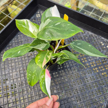 Load image into Gallery viewer, Philodendron White Princess, Exact Plant Variegated
