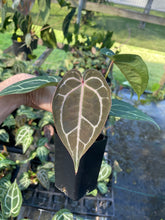 Load image into Gallery viewer, Anthurium Red Crystallinum Doc Block 2.5" pot, Fedex 2day*
