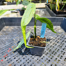 Load image into Gallery viewer, Anthurium Sp. Limon, Exact Plant Ships Nationwide
