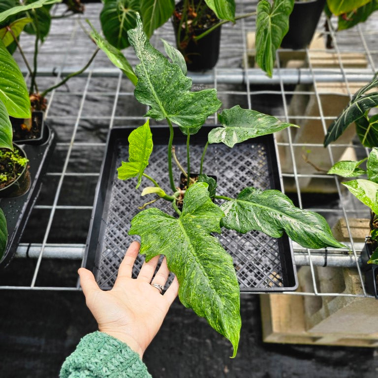 Philodendron Minarum 'Lime Fiddle', Exact Plant Ships Nationwide