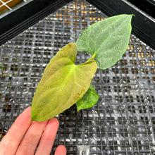 Load image into Gallery viewer, Anthurium Papillilaminum Fort Sherman X Ralph Lynam Exact Plant Ships Nationwide
