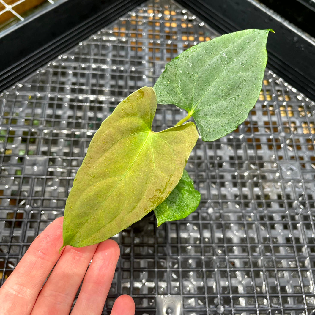 Anthurium Papillilaminum Fort Sherman X Ralph Lynam Exact Plant Ships Nationwide