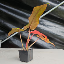 Load image into Gallery viewer, Philodendron Orange Marmalade, Autumn Queen 4" pot, Fedex 2day*
