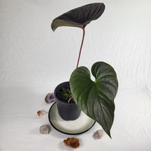 Load image into Gallery viewer, Anthurium Moodeanum, Exact Plant Sport-variegated
