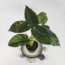 Load image into Gallery viewer, Alocasia Wentii, Exact Plant Variegated Ships Nationwide
