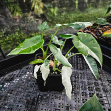 Load image into Gallery viewer, Alocasia Odora, Okinawa Silver, Exact Plant Variegated Multi top plant Ships Nationwide
