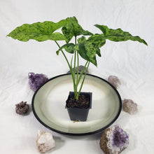 Load image into Gallery viewer, Syngonium Mojito, Exact Plant Variegated Ships Nationwide
