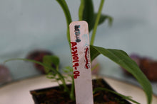 Load image into Gallery viewer, Anthurium Bakeri 4&quot; pot, , Fedex 2 day*
