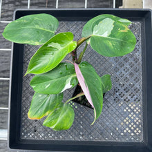 Load image into Gallery viewer, Philodendron White Princess, Exact Plant Variegated Ships Nationwide

